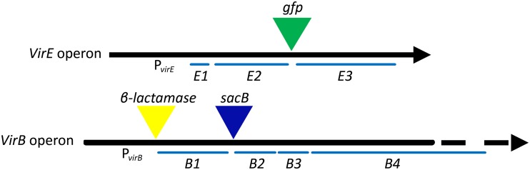 FIG 1