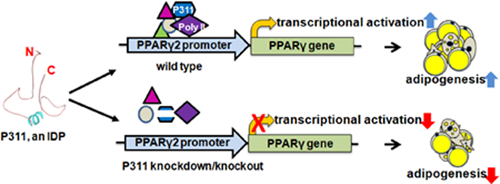 graphic file with name nihms-1530357-f0001.jpg