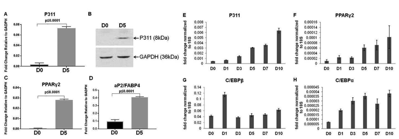 P311 was induced during 3T3-L1 adipogenesis