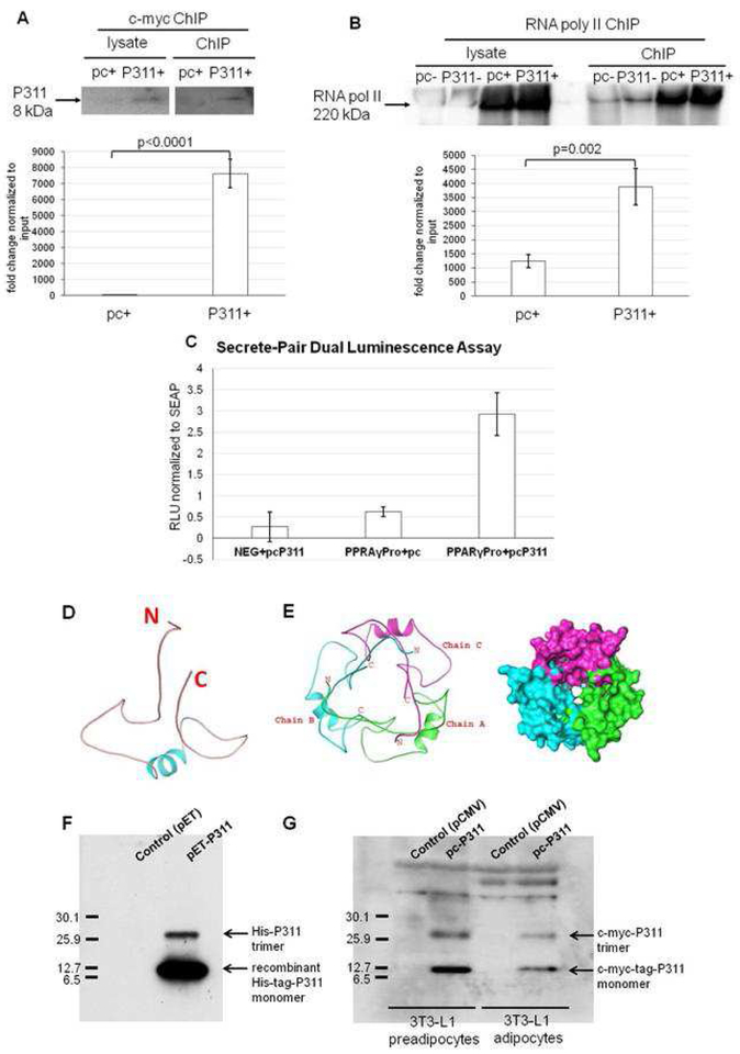 P311 binds to the PPARγ2 promoter and it is an intrinsically disordered protein.