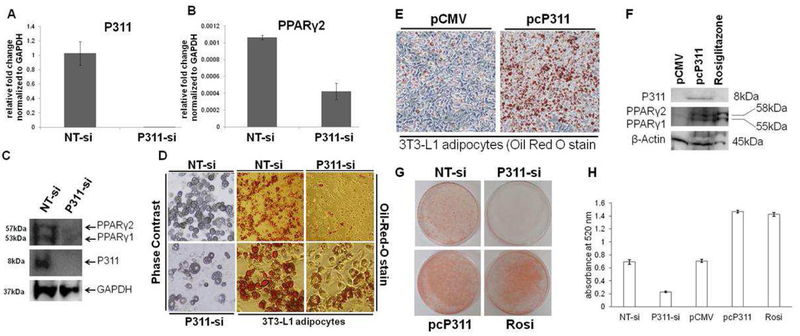 P311 knockdown inhibited 3T3-L1 adipogenesis and P311 overexpression promoted adipogenesis.