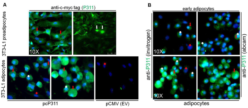 P311 is a nuclear and cytoplasmic protein.