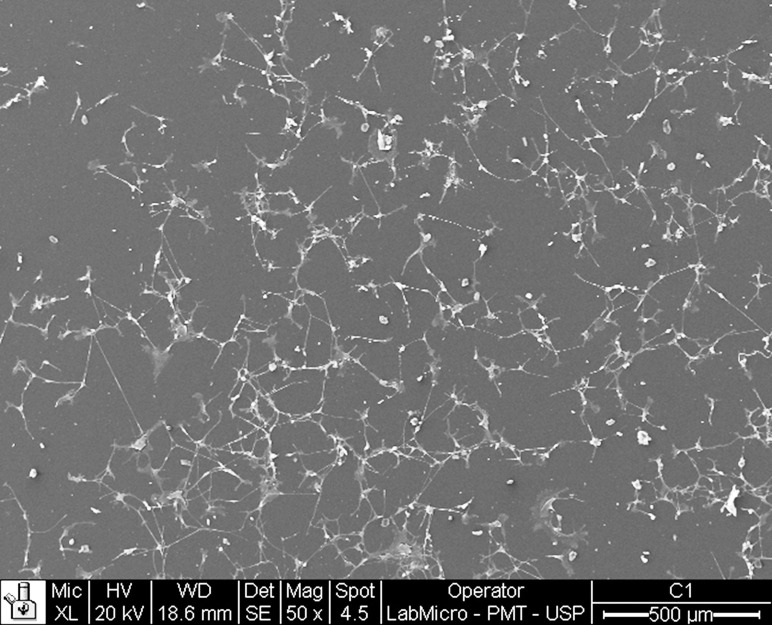 Figure 3. Osteoblast proliferation at 72 hours for polysterene. Cell spread can be seen with numerous elongations (50× magnification).