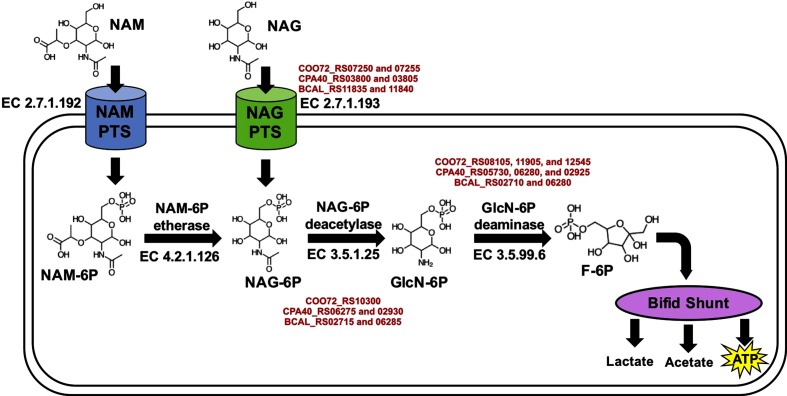 Fig. 4.