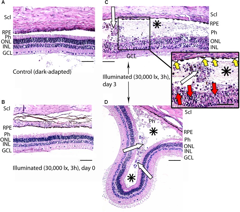 FIGURE 4