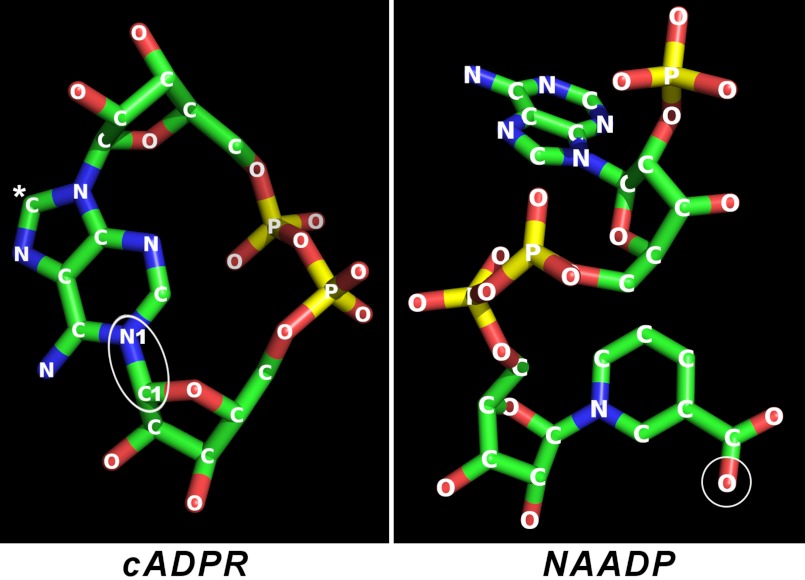 FIGURE 1.