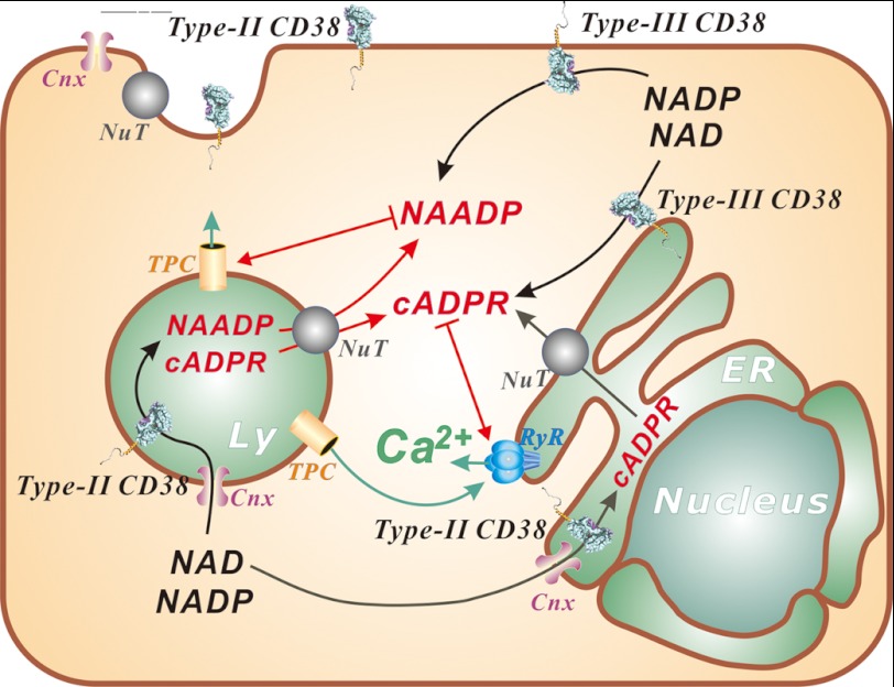 FIGURE 4.