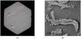 Figure 11