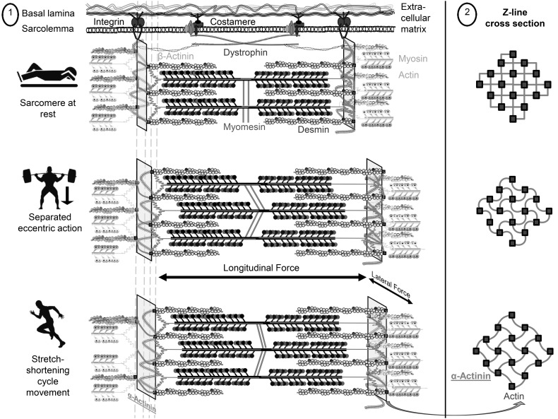 Fig. 2