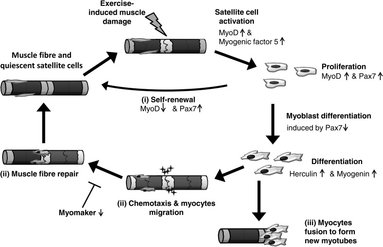 Fig. 4