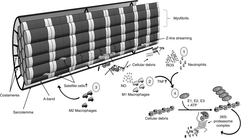 Fig. 3