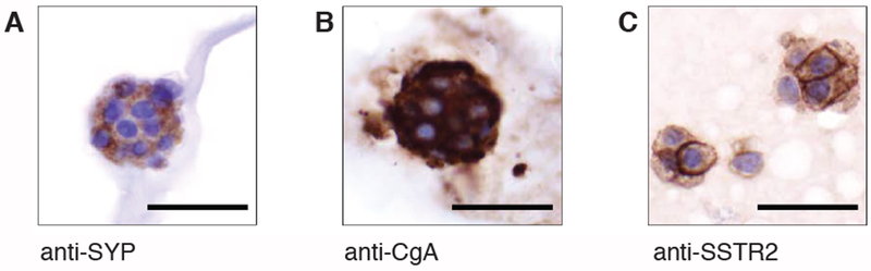 Figure 3: