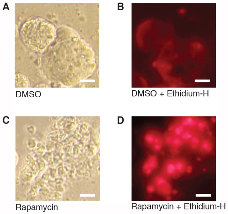 Figure 4: