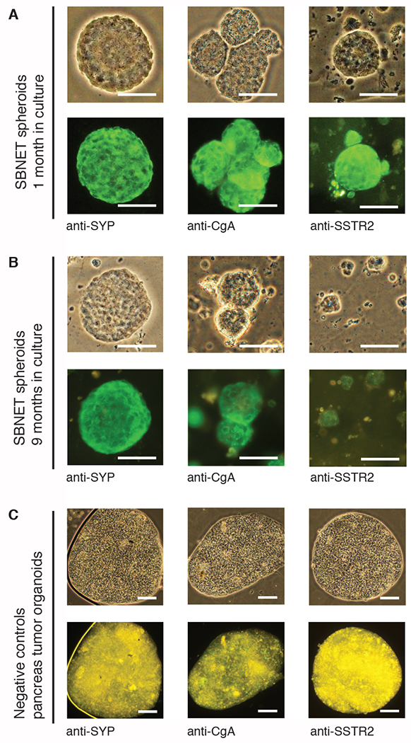 Figure 2: