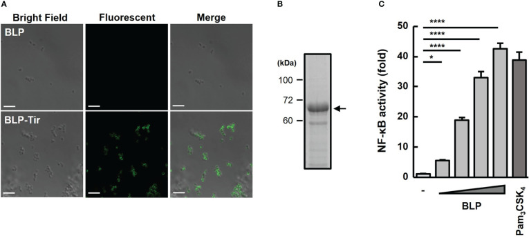 Figure 1