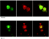 Figure  5.