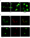 Figure  4.