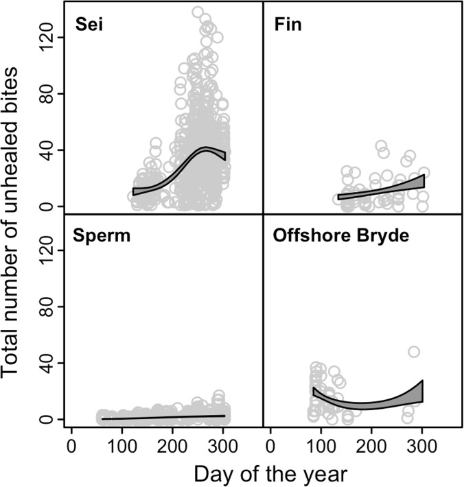 Identifying the “demon whale-biter”: Patterns of scarring on large ...