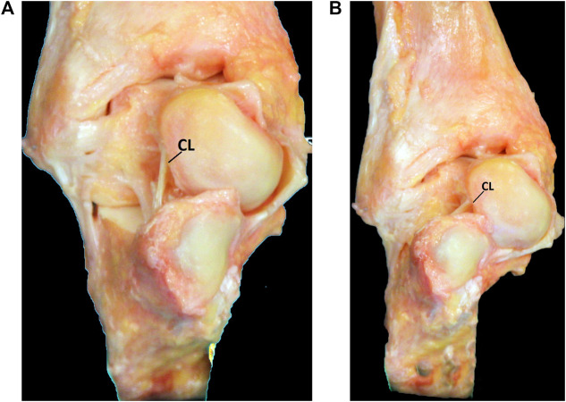 FIGURE 4