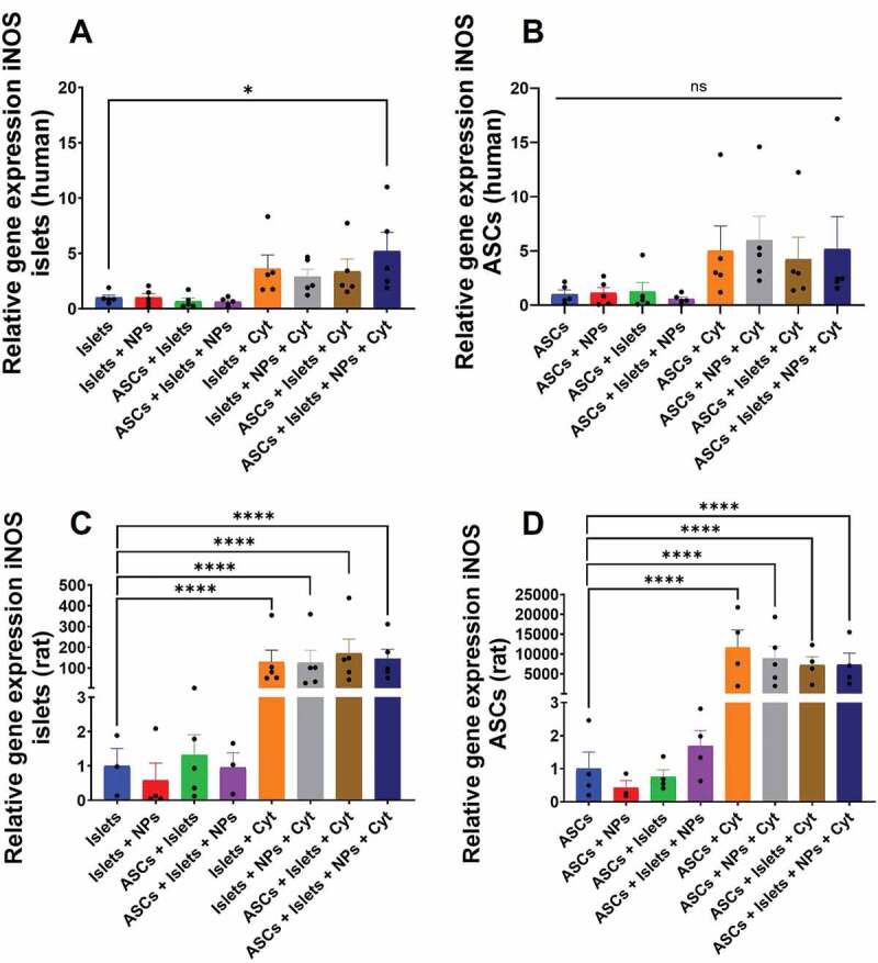 Bar graphs for relative expression of the iNOS gene for human and rat islets and adipose-derived stem cells after culturing alone or co-culture in the presence or absence of squalene-gusperimus nanoparticles and/or the cytokine cocktail composed of IFN-γ, IL-1β, and TNF-α.