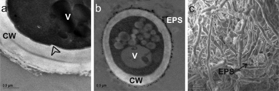 FIG. 6.