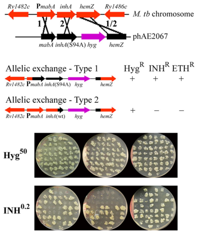 FIGURE 3