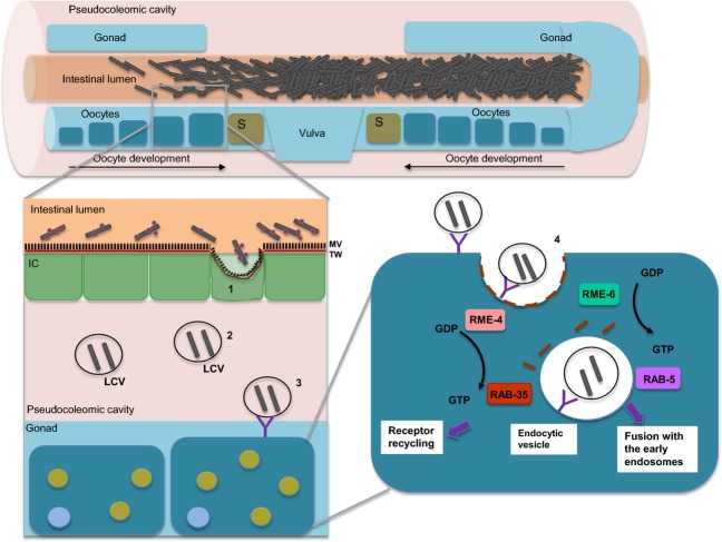 Figure 11