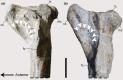 FIGURE 15