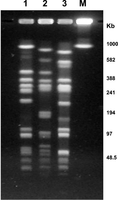 FIG. 2.