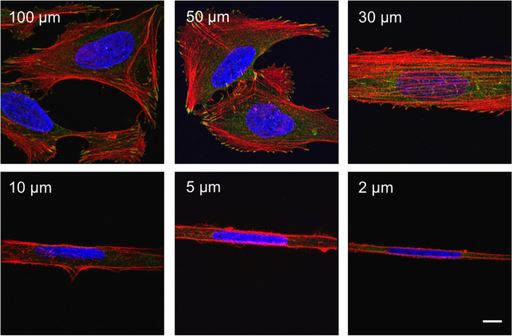 FIGURE 5: