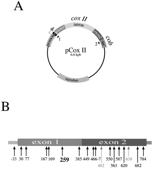 FIG. 1