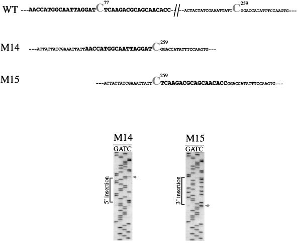 FIG. 5