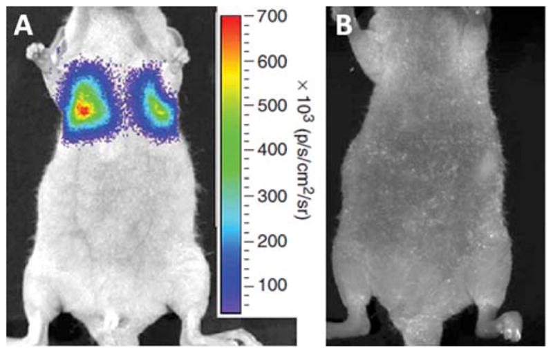 Fig. 20