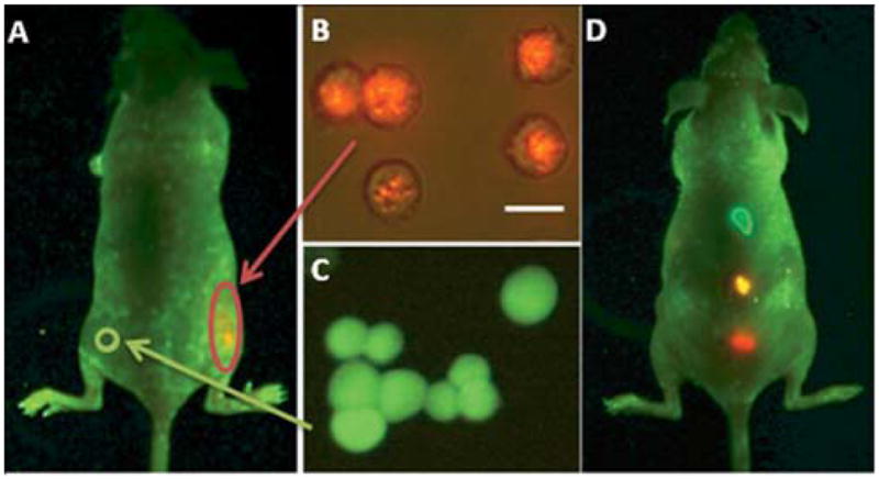 Fig. 17