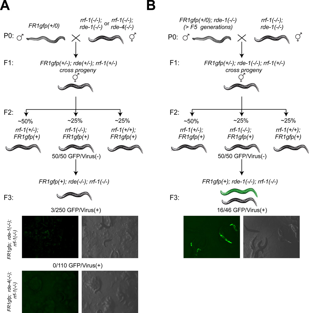 Fig.3