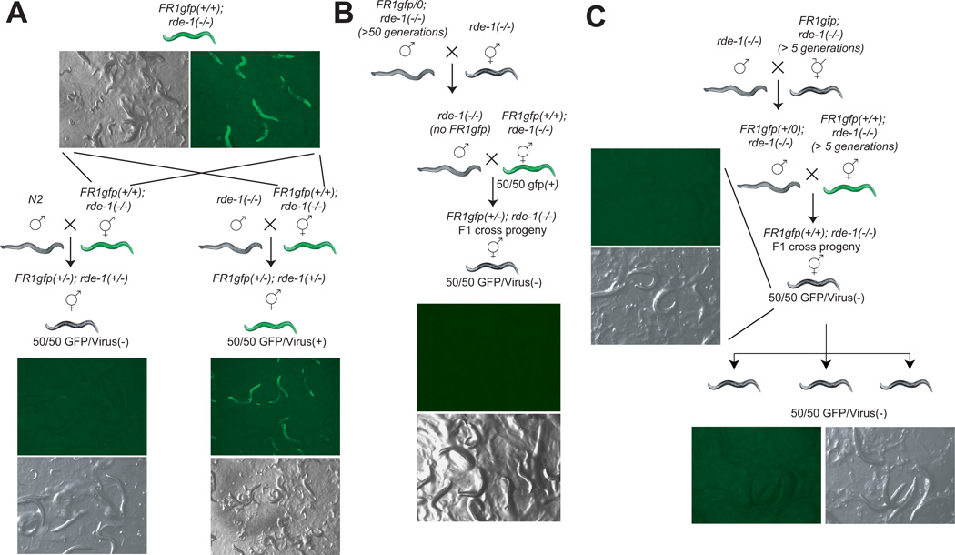 Fig.2