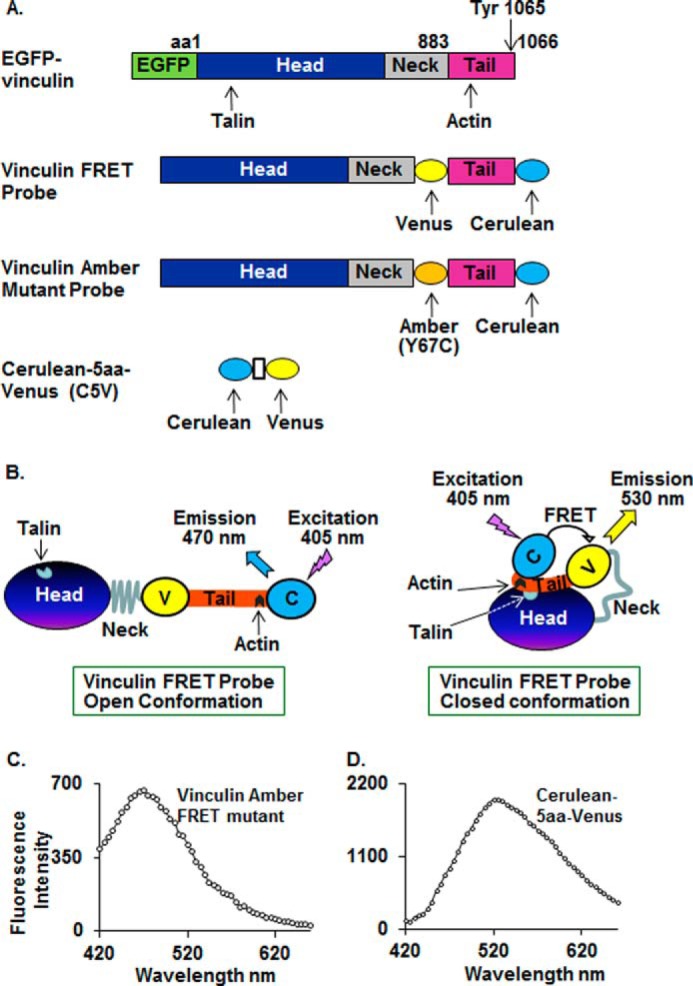 FIGURE 1.