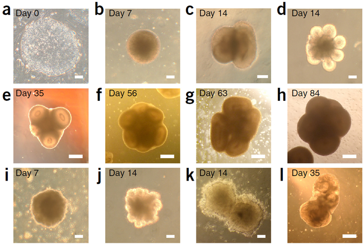 Figure 3 |