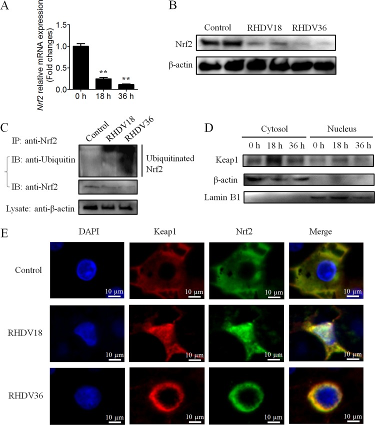 FIG 3