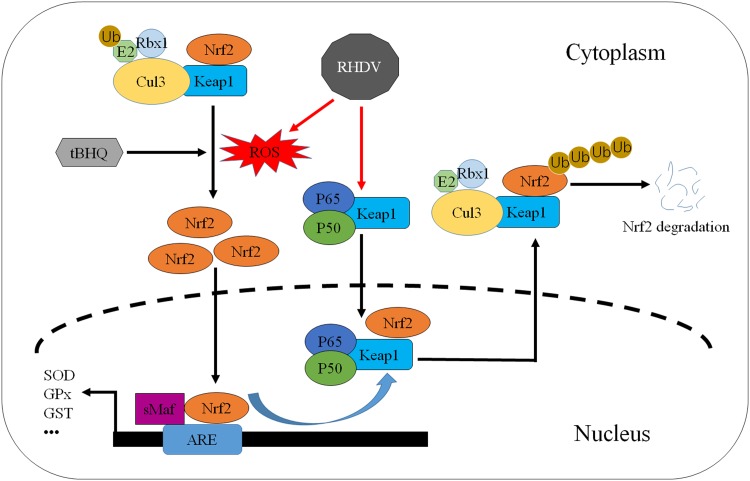 FIG 6