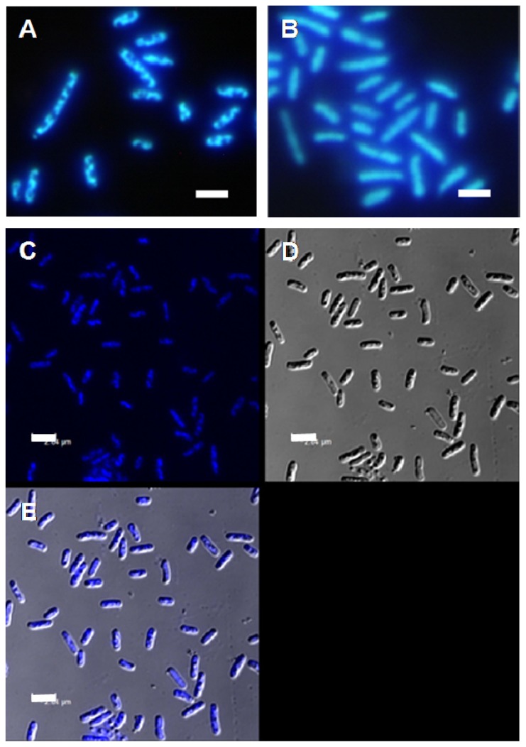 Figure 5.