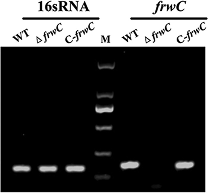 FIG 1