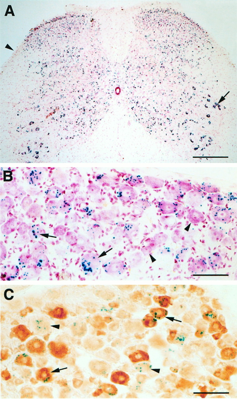 Fig. 9.