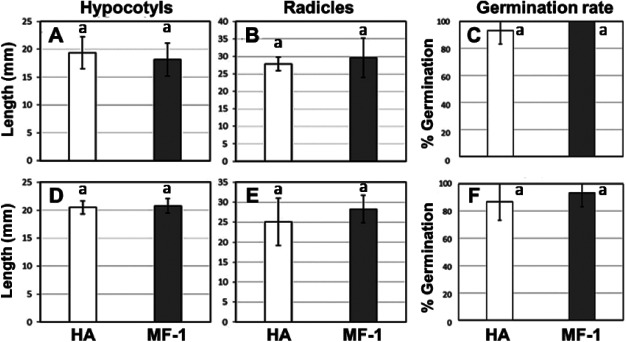 Figure 3. Allelopathic evaluation using the sandwich method and soil-mixed method for transgenic Oncidium “Honey Snow” MF-1. (A–C) Results of sandwich method. The hypocotyl and radicle growth rates and the germination rate of lettuce seedling grown in agar sandwiching 100 mg of dried leave were shown in A, B, and C, respectively. (D–E) Results of soil-mixed method. The hypocotyl and radicle growth rates and the germination rate of lettuce seedling grown in 100 g of soil mixing containing 1 g of dried leave were shown in D, E, and F, respectively. Dark grey bar represents transgenic Oncidium “Honey Snow” MF-1, while light bars represent non-transgenic Oncidium “Honey Angel.” Each graph shows the mean and S.E. of the measurements obtained from 10 lettuce seedlings. ANOVA did not show any significant difference between non-transformants and transformants.