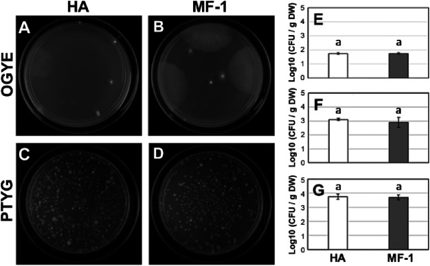 Figure 4. Survey of rhizosphere microbial population. (A–D) Rhizosphere microbes of transgenic and non-transgenic Oncidium orchids were cultivated by OGYE plate cultivation for fungi (A and B) and PTYG plate cultivation for bacteria including actinomycetes (C and D). (E–G) Calculated colony-forming units of fungi, actinomycetes, and bacteria were shown in E, F and G, respectively. The error bars indicate standard error. Five individuals of each orchid were used repeatedly. ANOVA did not show any significant difference between the transgenic and non-transgenic orchids (E–G). HA, Oncidium “Honey Angel”; MF-1, Oncidium “Honey Snow” MF-1. There were no significant differences between the transgenic and non-transgenic Oncidium orchids by ANOVA (p>0.05).