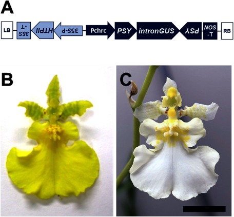 Figure 1. T-DNA transformed in Oncidum “Honey Snow” MF-1 and floret appearance. (A) Schematic diagram of T-DNA transformed in transgenic Oncidium “Honey Snow” MF-1.PSY, a 150-bp fragment of the phytoene synthase gene, intronGUS, a β-glucuronidase gene containing an intron of the castor bean catalase gene; HPTII, hygromycin phosphotransferase II derived from E. coli; Pchrc, promoter of the OgCHRC gene; 35S-P, CaMV35S promoter; NOS-T, terminator of the nopalin synthase gene derived from Rhizobium radiobacter; RB and LB, right and left border. (B) Typical floret of non-transgenic Oncidium “Honey Angel”. (C) Typical floret of Oncidium “Honey Snow” MF-1.