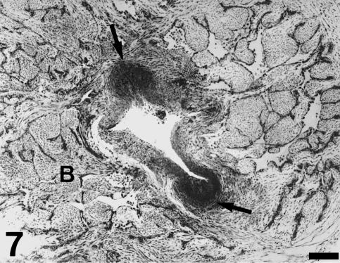 Fig. 7