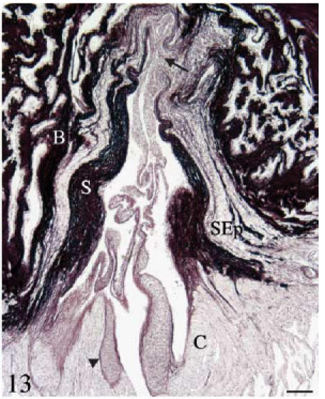 Fig. 13