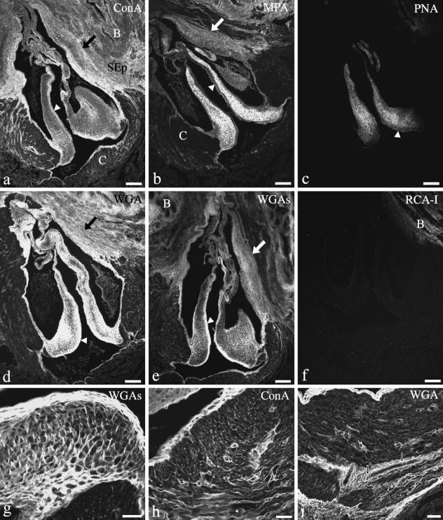 Fig. 18