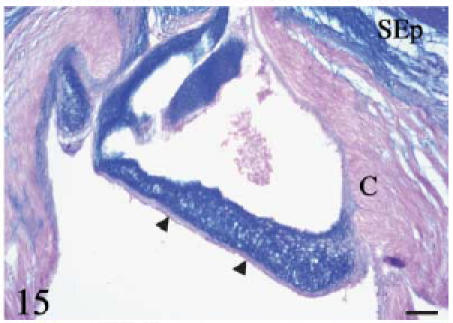 Fig. 15